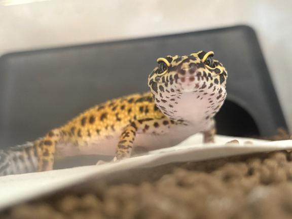 お嬢🦎｜写メ日記｜ふたば【幼顔のF乳美女】｜池袋 一般デリヘル STELLA TOKYO−ステラトウキョウ−