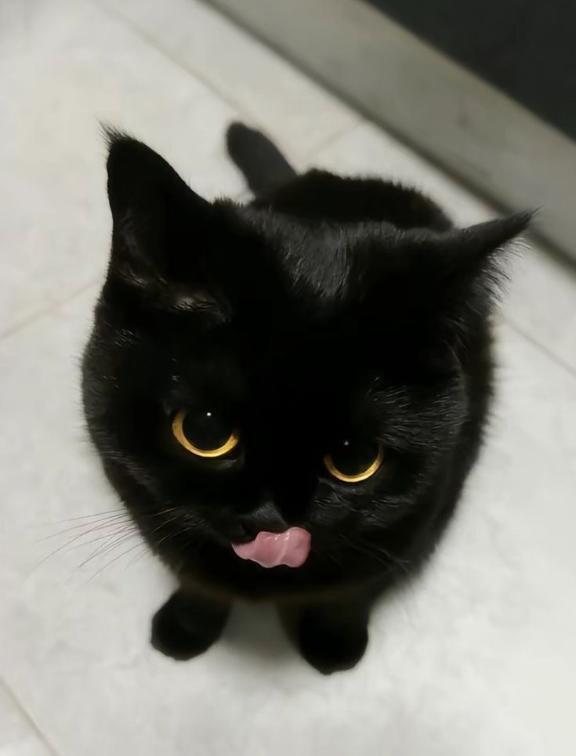 また｜写メ日記｜よる【潮吹き90％極上イラマ】｜池袋 一般デリヘル STELLA TOKYO−ステラトウキョウ−