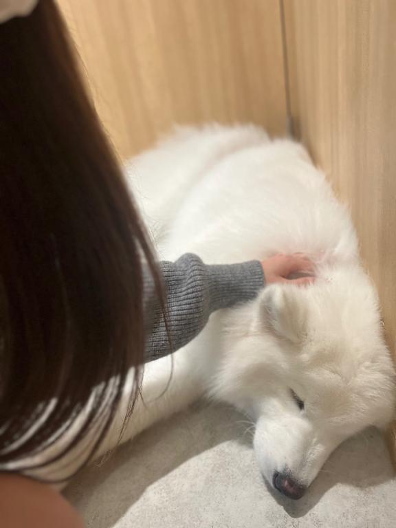 だいしゅき｜写メ日記｜えれん【清楚系ギャル】｜池袋 一般デリヘル STELLA TOKYO−ステラトウキョウ−