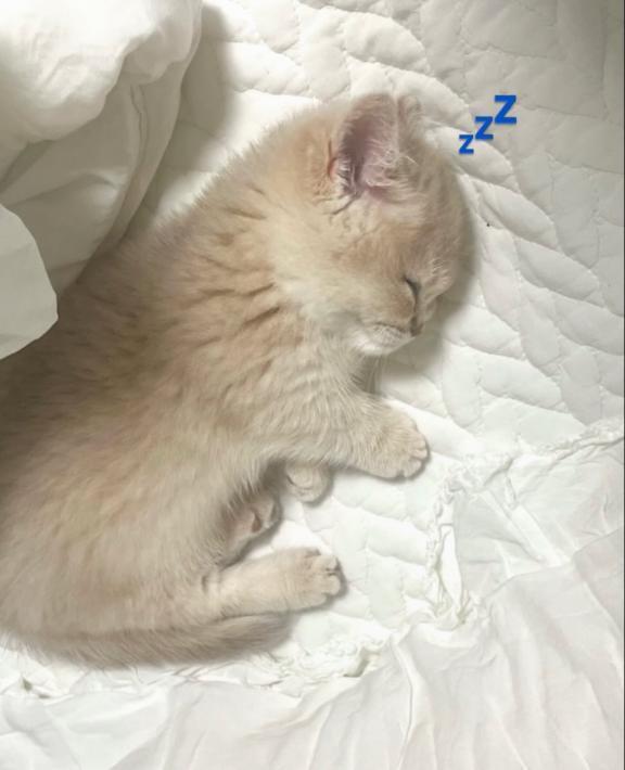 🛌☁️🐑💤｜写メ日記｜なな【ハイスペック美女】｜池袋 一般デリヘル STELLA TOKYO−ステラトウキョウ−