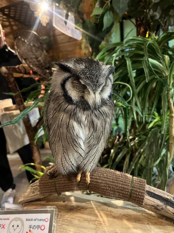 🎍休み｜写メ日記｜ろな【美少女濡れM姫】｜池袋 一般デリヘル STELLA TOKYO−ステラトウキョウ−