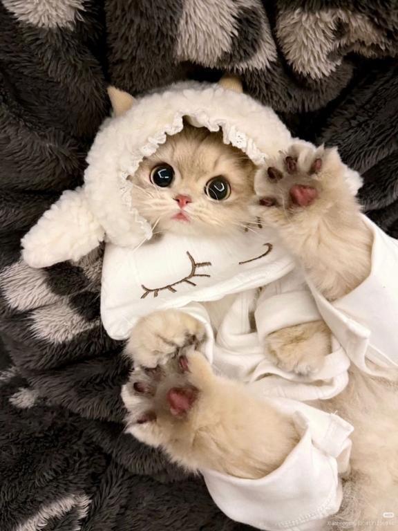 次23日です(*´꒳`*)｜写メ日記｜あず【高学歴清楚大学生】｜池袋 一般デリヘル STELLA TOKYO−ステラトウキョウ−