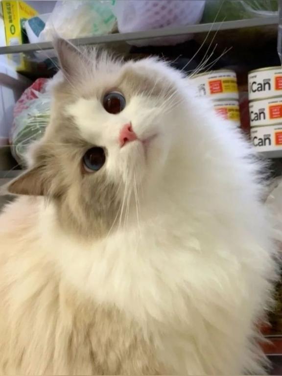 つぎ13日です！(*´ω｀*)｜写メ日記｜あず【高学歴清楚大学生】｜池袋 一般デリヘル STELLA TOKYO−ステラトウキョウ−