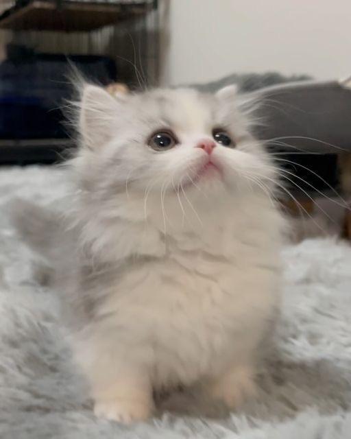 つぎ15日です^_^｜写メ日記｜あず【高学歴清楚大学生】｜池袋 一般デリヘル STELLA TOKYO−ステラトウキョウ−