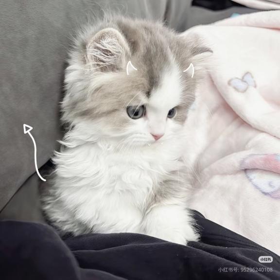 ありがとでした！🫶🏻｜写メ日記｜あず【高学歴清楚大学生】｜池袋 一般デリヘル STELLA TOKYO−ステラトウキョウ−