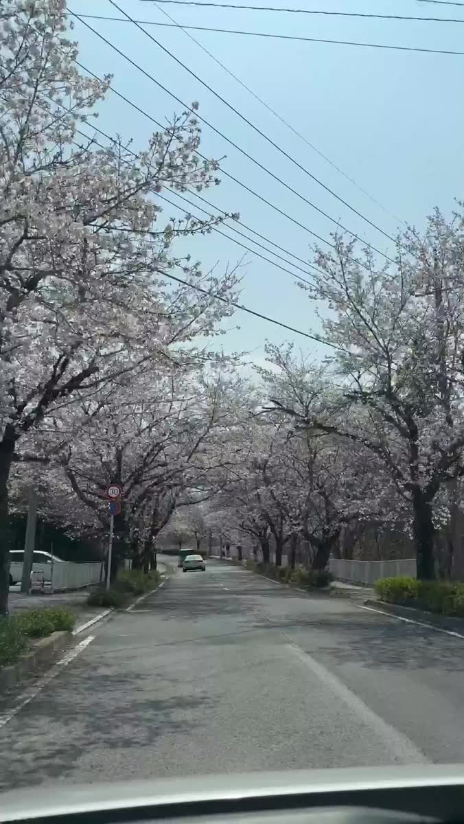 🌸｜写メ日記｜かなみ【甘えん坊なHちゃん】｜池袋 一般デリヘル STELLA TOKYO−ステラトウキョウ−