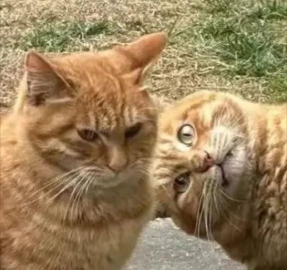 🦋◯◯の相性どう思う？｜写メ日記｜あお【SS級の反則ビジュ】｜池袋 一般デリヘル STELLA TOKYO−ステラトウキョウ−