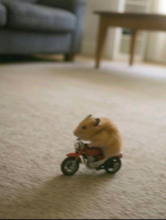 🦋あおを知りたい人は絶対に見て｜写メ日記｜あお【SS級の反則ビジュ】｜池袋 一般デリヘル STELLA TOKYO−ステラトウキョウ−