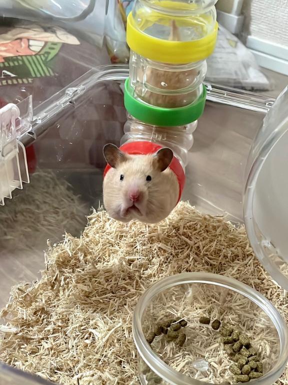 🦋本指名様へ｜写メ日記｜あお【SS級の反則ビジュ】｜池袋 一般デリヘル STELLA TOKYO−ステラトウキョウ−