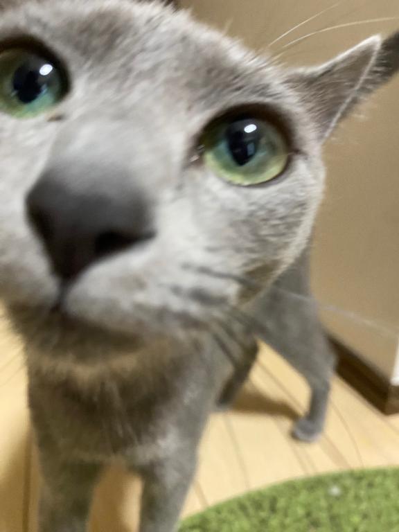 サバちゃんです｜写メ日記｜こはる【S級ルックス小悪魔】｜池袋 一般デリヘル STELLA TOKYO−ステラトウキョウ−