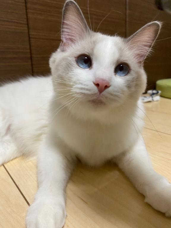 ブリちゃんです｜写メ日記｜こはる【S級ルックス小悪魔】｜池袋 一般デリヘル STELLA TOKYO−ステラトウキョウ−