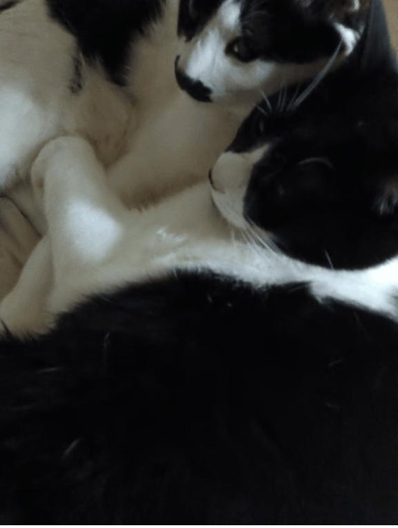 ✩.*˚✩.*˚✩.*˚