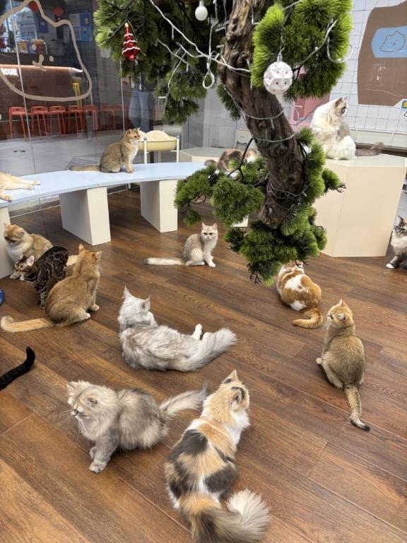 猫カフェ！｜写メ日記｜ゆず【心に秘めた変態】｜池袋 一般デリヘル STELLA TOKYO−ステラトウキョウ−