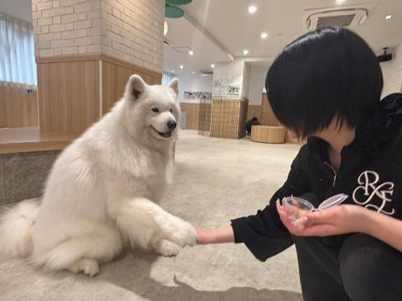 サモエド🐶🐾‪‪｜写メ日記｜あもん【いっぱい甘えちゃうぞ】｜池袋 一般デリヘル STELLA TOKYO−ステラトウキョウ−