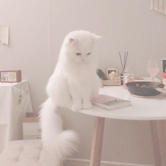 ♡｜写メ日記｜るりり【モデル系白い恋人】｜池袋 一般デリヘル STELLA TOKYO−ステラトウキョウ−