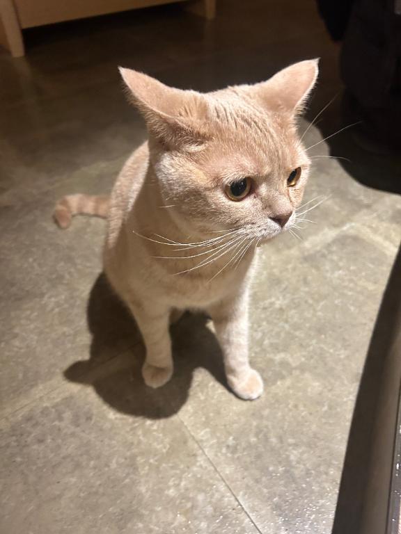 猫😻｜写メ日記｜めいか【透明感抜群！癒し系】｜池袋 一般デリヘル STELLA TOKYO−ステラトウキョウ−