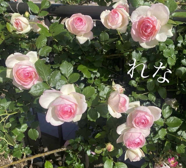 こんにちは｜写メ日記｜れな｜大塚・巣鴨 人妻デリヘル ～優しい若妻倶楽部～ Mrs.女神