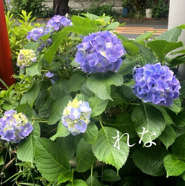 紫陽花｜写メ日記｜れな｜大塚・巣鴨 人妻デリヘル ～優しい若妻倶楽部～ Mrs.女神