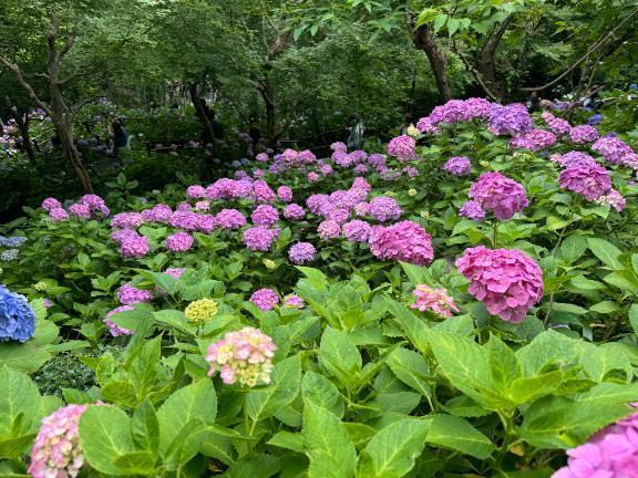 腰を痛めまして｜写メ日記｜ねね｜大塚・巣鴨 人妻デリヘル ～優しい若妻倶楽部～ Mrs.女神