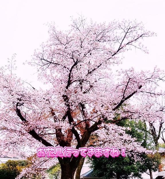 お花見の季節ですね｜写メ日記｜ゆうか｜大塚・巣鴨 人妻デリヘル ～優しい若妻倶楽部～ Mrs.女神