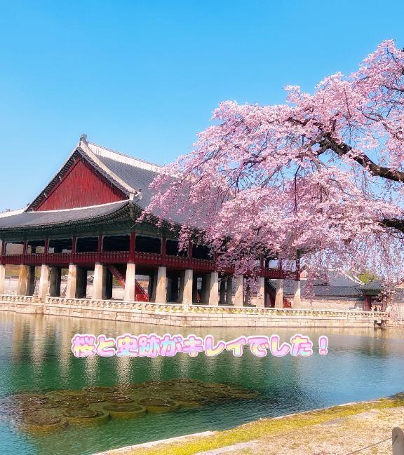 ソウルの桜キレイです！｜写メ日記｜ゆうか｜大塚・巣鴨 人妻デリヘル ～優しい若妻倶楽部～ Mrs.女神