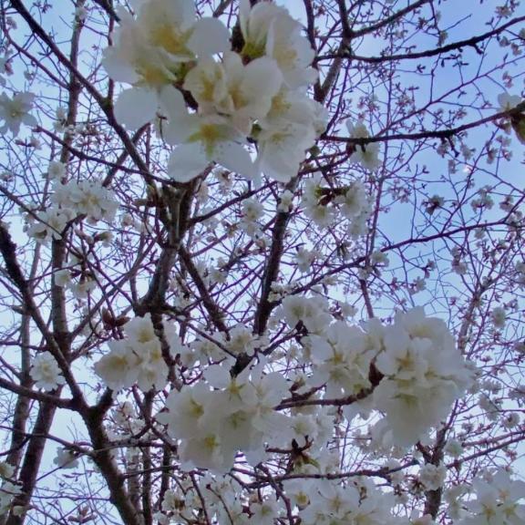 出勤予定｜写メ日記｜あやめ｜大塚・巣鴨 人妻デリヘル ～優しい若妻倶楽部～ Mrs.女神