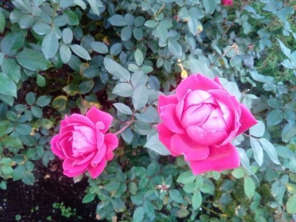 〜2026年1月のお知らせ〜｜写メ日記｜かりな｜大塚・巣鴨 人妻デリヘル ～優しい若妻倶楽部～ Mrs.女神