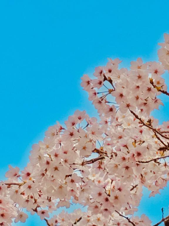 退店まで｜写メ日記｜ちさと｜大塚・巣鴨 人妻デリヘル ～優しい若妻倶楽部～ Mrs.女神