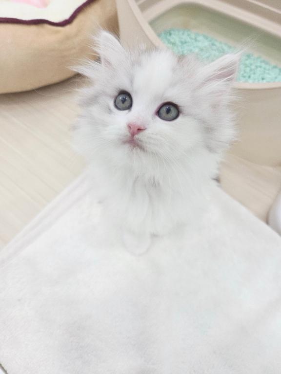 出勤にゃん|写メ日記|あゆ|大塚・巣鴨 一般デリヘル ピンクレーベル