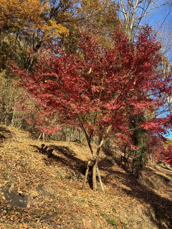 本日っ！｜写メ日記｜なみ｜大塚・巣鴨 一般デリヘル ピンクレーベル