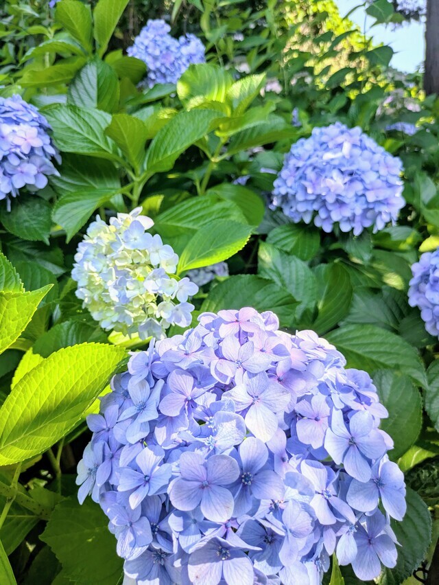 本日はこれから☆｜写メ日記｜なごみ｜品川・五反田 人妻デリヘル 奥鉄オクテツ東京店（デリヘル市場）