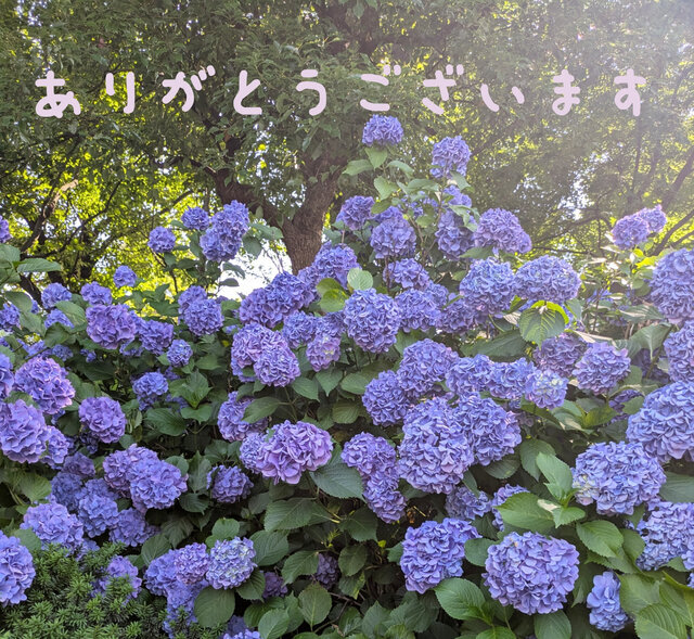先日のお礼♡｜写メ日記｜なごみ｜品川・五反田 人妻デリヘル 奥鉄オクテツ東京店（デリヘル市場）