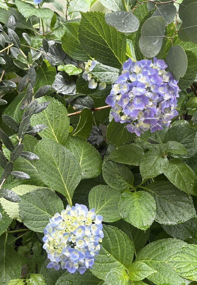 ありがとうございました｜写メ日記｜かの｜品川・五反田 人妻デリヘル 奥鉄オクテツ東京店（デリヘル市場）