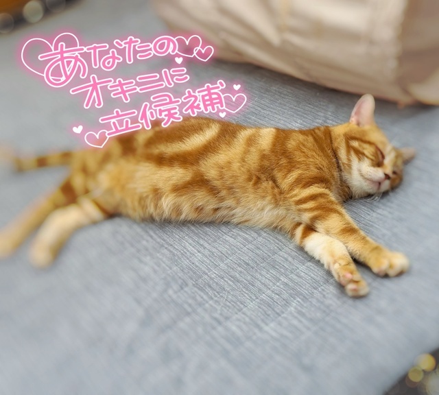 推し活♡♡｜写メ日記｜さゆき｜品川・五反田 人妻デリヘル 奥鉄オクテツ東京店（デリヘル市場）