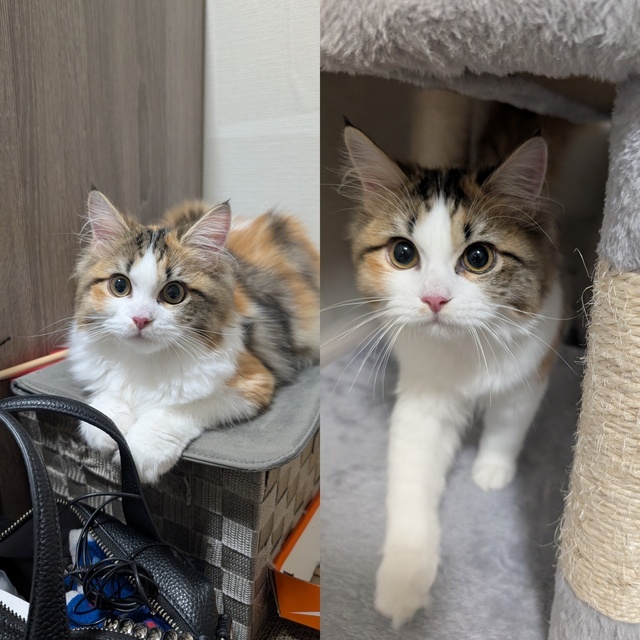 トラベラー本指❤️様｜写メ日記｜りく｜品川・五反田 人妻デリヘル 奥鉄オクテツ東京店（デリヘル市場）