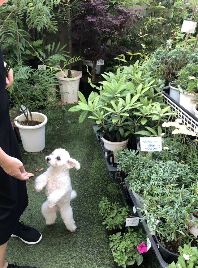 出勤日決まりました✌︎('ω')✌︎｜写メ日記｜なつめ｜品川・五反田 人妻デリヘル 奥鉄オクテツ東京店（デリヘル市場）