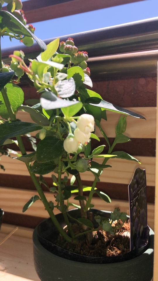 ありがとう御座います(๑˃̵ᴗ˂̵)｜写メ日記｜なつめ｜品川・五反田 人妻デリヘル 奥鉄オクテツ東京店（デリヘル市場）