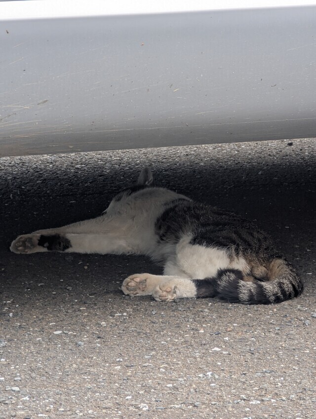 可愛い