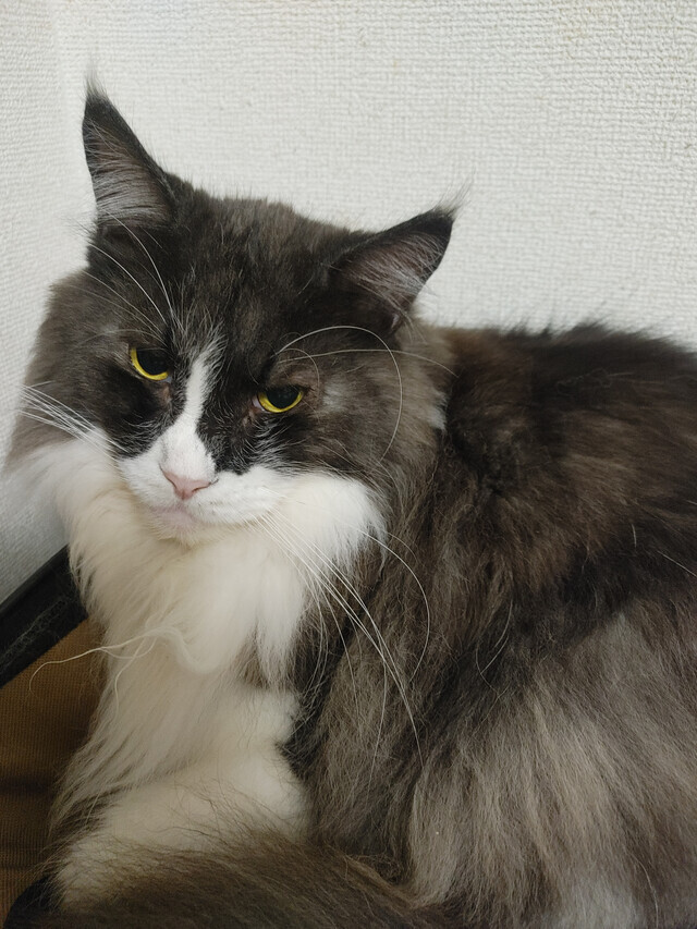 ピースにゃんこ、ピースわんこ、どうぶつ基金｜写メ日記｜せつな｜品川・五反田 人妻デリヘル 奥鉄オクテツ東京店（デリヘル市場）