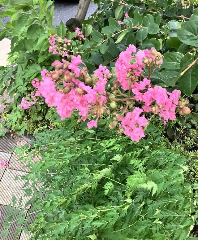 ありがとうございました♪｜写メ日記｜くらら｜品川・五反田 人妻デリヘル 奥鉄オクテツ東京店（デリヘル市場）