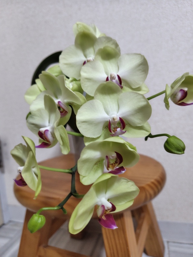 今日は｜写メ日記｜つきの[神奈川]｜品川・五反田 人妻デリヘル 奥鉄オクテツ東京店（デリヘル市場）