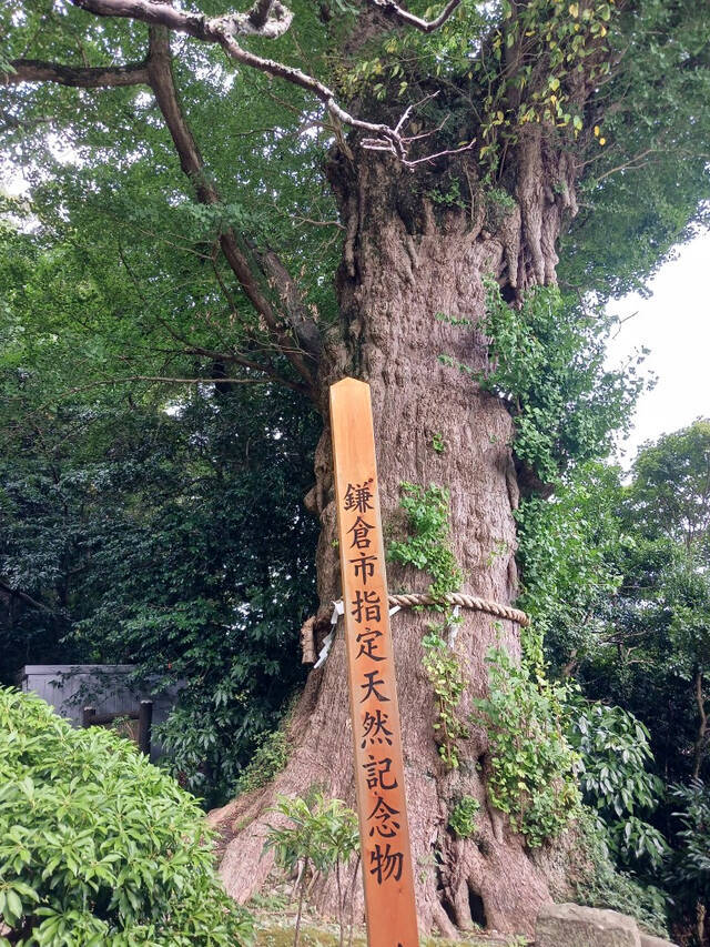 この木なんの木、気になる～