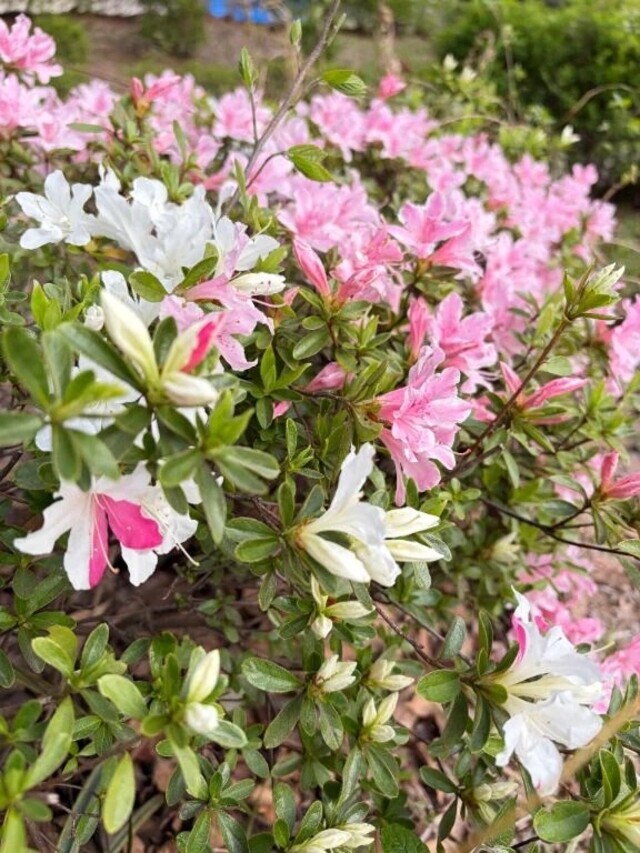 スタートからありがとう🥺💞｜写メ日記｜ほの｜品川・五反田 一般デリヘル 五反田RED BERYL～レッドベリル～