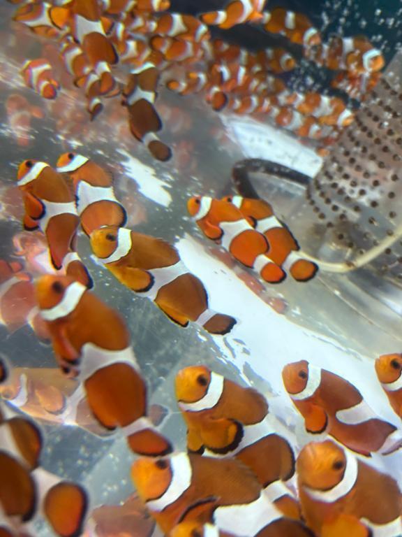お休みになりました｜写メ日記｜ほむら｜鶯谷 一般デリヘル 鶯谷デリヘル倶楽部
