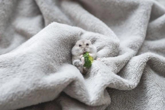 今後について｜写メ日記｜らぴす｜鶯谷 一般デリヘル 鶯谷デリヘル倶楽部