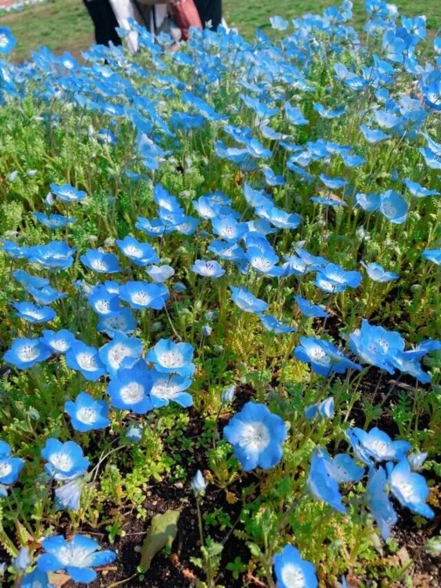 ごめんなさい（；＿；）｜写メ日記｜ひな｜鶯谷 一般デリヘル 鶯谷デリヘル倶楽部