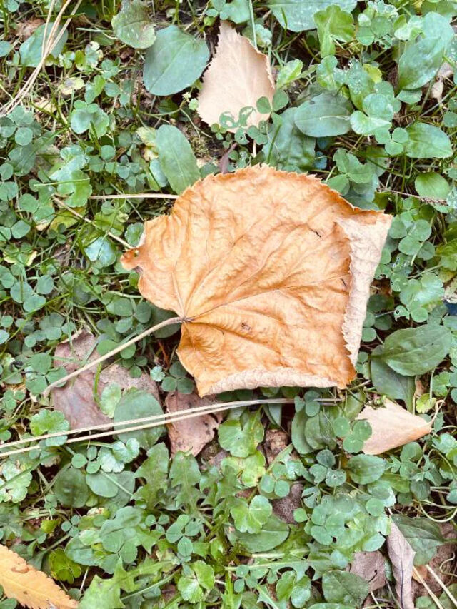 数日ぶり｜写メ日記｜みどり｜鶯谷 一般デリヘル 鶯谷デリヘル倶楽部