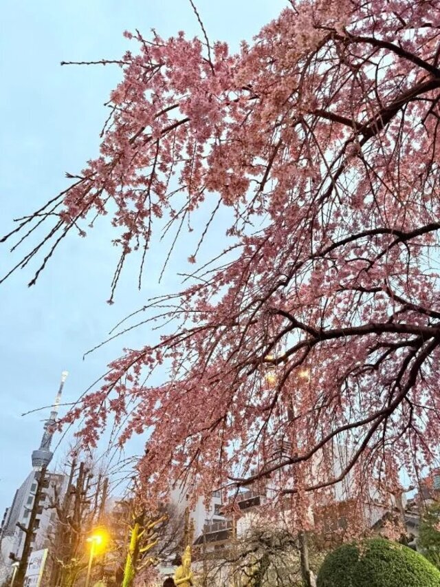 お花見｜写メ日記｜みこ｜鶯谷 一般デリヘル 鶯谷デリヘル倶楽部
