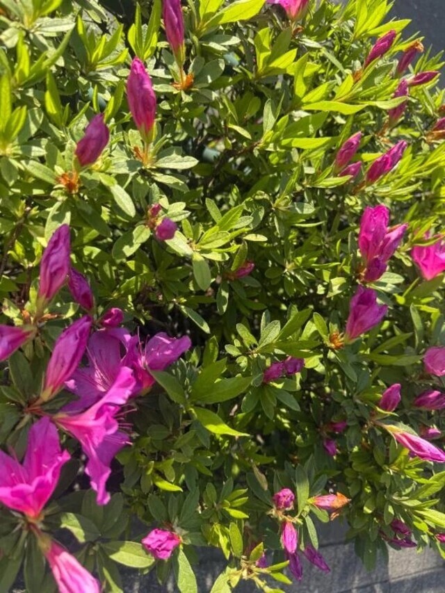 週末暑かったねー｜写メ日記｜みこ｜鶯谷 一般デリヘル 鶯谷デリヘル倶楽部