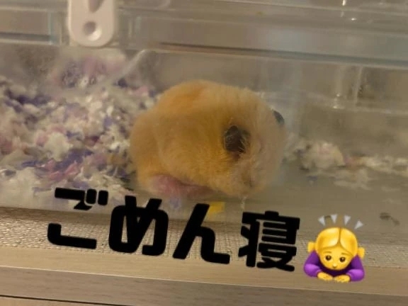 ⚠️交通機関乱れまくり⚠️｜写メ日記｜ましろ｜鶯谷 一般デリヘル 鶯谷デリヘル倶楽部